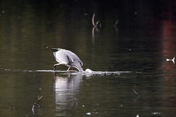 Graureiher beim Fischfang