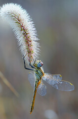 Early in the morning dragonfly on a blade of grass dries its wings from dew under the first rays of the sun before flight