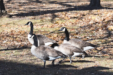 Canada Geese on the Ground