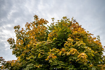 Fototapeta na wymiar Yellow leaves of autumn trees