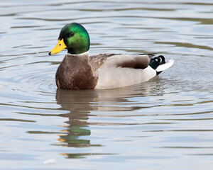 Male Mallard Duck
