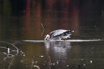 Graureiher beim Fischfang
