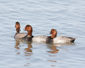 Male Redhead Ducks
