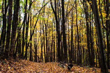 autumn forest in the morning