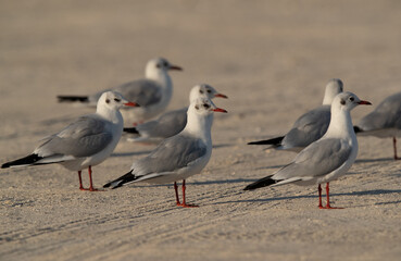 Fototapeta premium Black-headed gulls perched on ground at Busaiteen coast, Bahrain