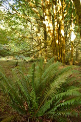 Hiking and camping in the enchanting forest around Shi Shi Beach on the Olympic Peninsula of Washington State, USA