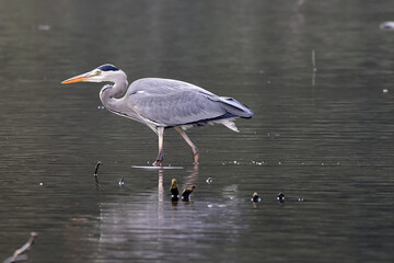 Graureiher beim Fischfang