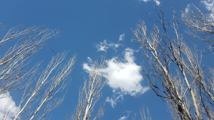 Cielo Azul