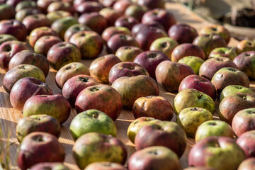 Organic apples are grown on a small farm for the production of juice and puree