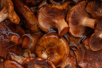 Mushrooms in a bucket