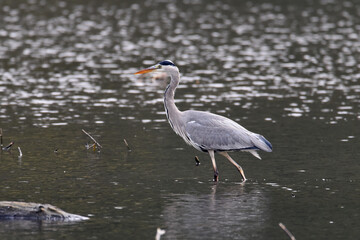 Graureiher beim Fischfang