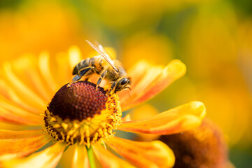 A honey bee collects nectar from garden flowers. Beautiful close-up.