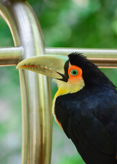 Close-up of a tucano-de-bico-verde (Ramphastos dicolorus) in Bird Park, Foz do Iguaçu, Brazil.