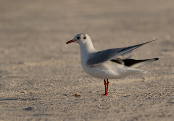 Black-headed gull on the ground at Busaiteen coast, Bahrain