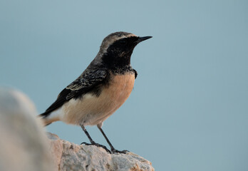Pied wheatear on the rock in the morning at Busaiteen, Bahrain