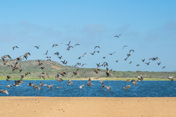 Great colony of Brown Pelicans flying over the river. Beautiful green hills with native plants, and clear blue sky on background, Guadalupe-Nipomo Dunes National Wildlife reserve, California
