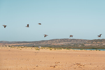 Sand dunes and group of flying pelicans, California Coastline