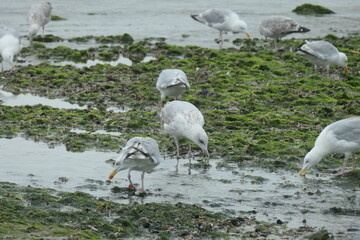 Seagulls forage for food during low tide.