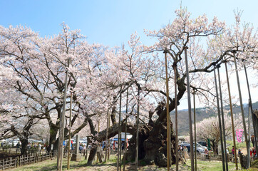 神代桜