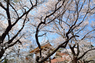 神代桜