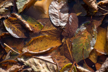 Yellow leaves of autumn trees
