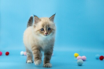 Fototapeta na wymiar Kitten in blue background