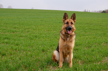 Pure breed champion German shepherd dog in show stand on green g