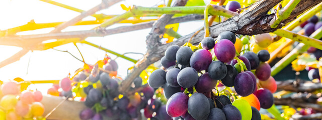 Cluster of grapes vineyard ripening as harvest approaches. Group of grapes still on the vine with...