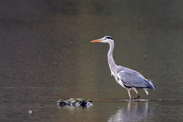 Graureiher beim Fischfang