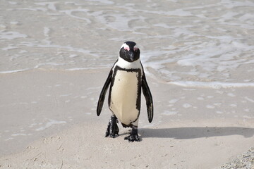 Fototapeta premium Penguin coming out of the sea