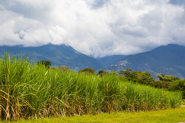 Fototapeta na wymiar View of a sugar cane field and the Paramo de las Hermosas mountains at the Valle del Cauca region in Colombia