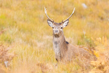 Naklejka na ściany i meble Red deer stag (Cervus elaphus) through long grass in autumn