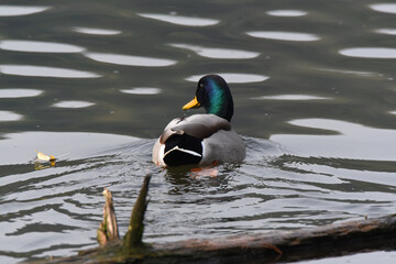 Obraz premium Stockente