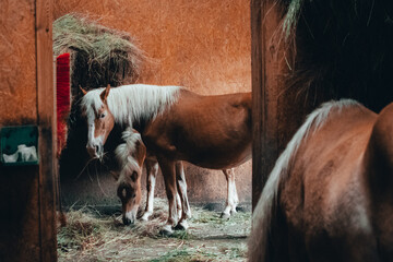 Horses © Mateusz