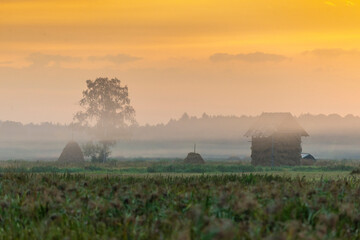 Foggy panorama of meadows at sunrise, the buffer zone of the Bialowieski National Park