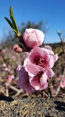 almond tree in bloom