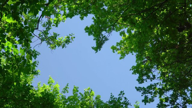 Blue sky around trees with foliage in green forest