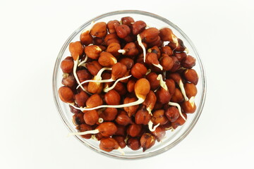 sprouted chickpea beans for salad,soup or cooking