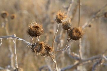 Field Thistle in autumn . Russia city of Tambov .