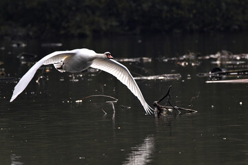 Schwan w&auml;hrend des Fluges