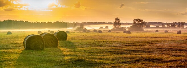 Foggy panorama of meadows at sunrise, the buffer zone of the Bialowieski National Park