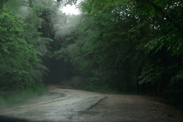 Fototapeta premium road in the forest