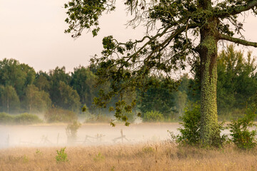 Foggy panorama of meadows at sunrise, the buffer zone of the Bialowieski National Park