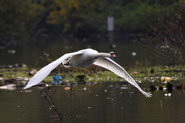 Obraz premium Schwan während des Fluges