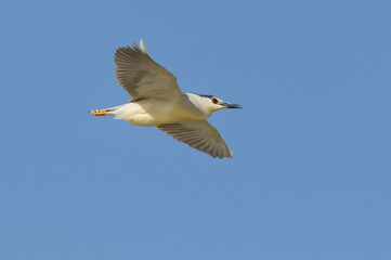 Black-crowned Night Heron (Nycticorax nycticorax) in the Danube Delta