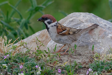 Eurasian Tree Sparrow (Passer montanus) in Danube Delta