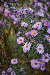 Fototapeta premium blooming purple Alpine Aster