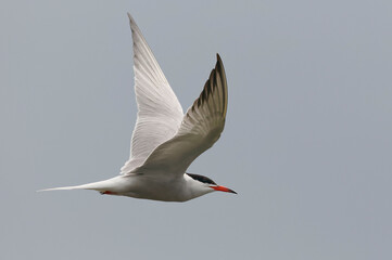 Fototapeta na wymiar Common Tern (Sterna hirundo) in Danube Delta