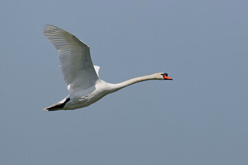 Mute Swan (Cygnus olor) in Danube Delta