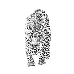 Black and white drawing of a leopard walking at you